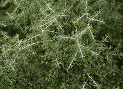 Condalia spathulata