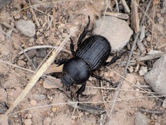 Archophileurus cribrosus