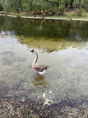 Anser cygnoides domesticus