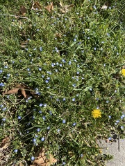 Veronica persica
