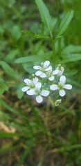Cardamine