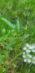 Cardamine