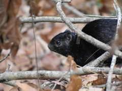 Otospermophilus variegatus couchii