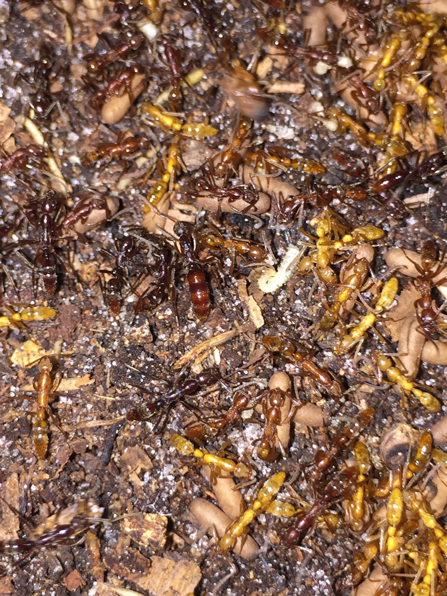Leptogenys manni