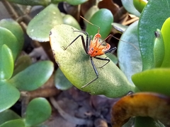 Gminatus wallengreni