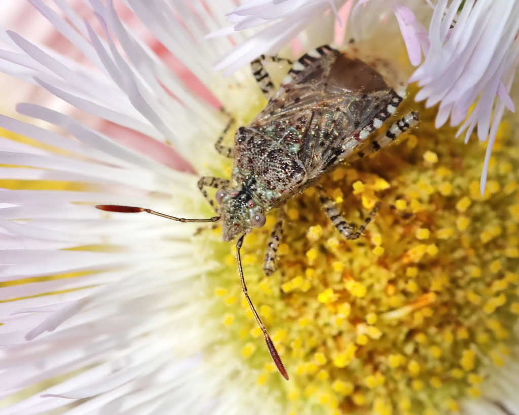 Hibiscus Scentless Plant Bug