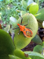 Gminatus wallengreni