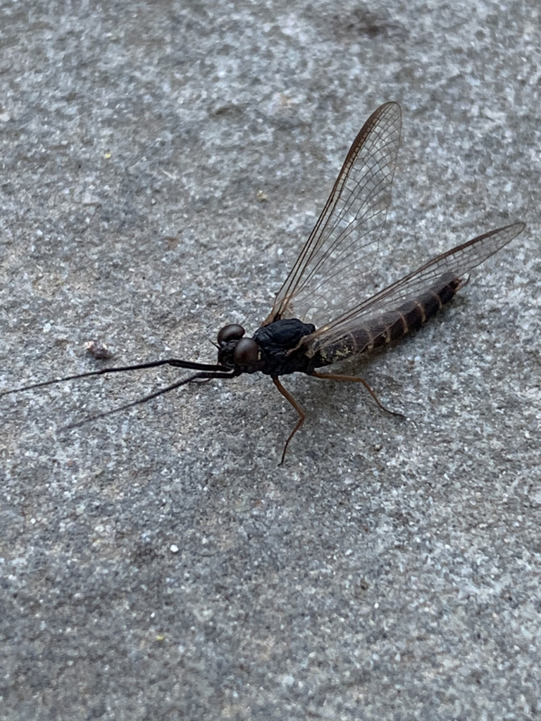 Leptophlebia intermedia