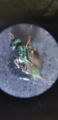 Torymidae