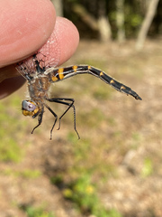 Helocordulia selysii