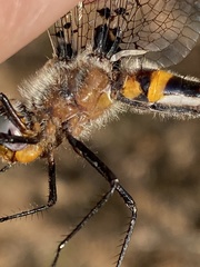 Helocordulia selysii