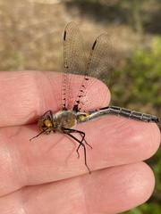 Helocordulia selysii