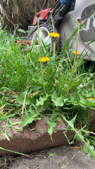 Taraxacum officinale
