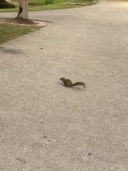 Sciurus carolinensis