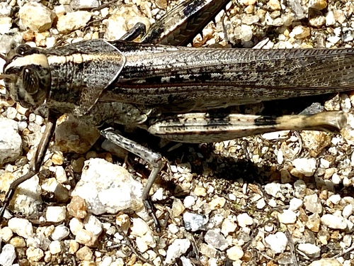 iNaturalist observation photo of Gray Bird Grasshopper