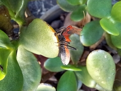 Gminatus wallengreni