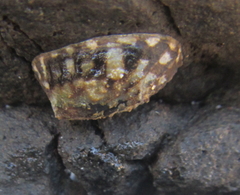 Image of Notoacmea cellanoides