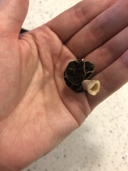 Morchella angusticeps