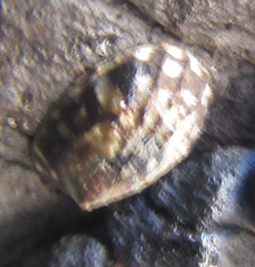 Notoacmea cellanoides