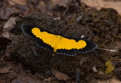 Xanthyris flaveolata