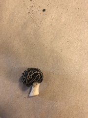Morchella angusticeps