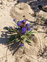 Anchusa calcarea