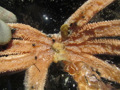 Stichaster australis