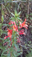 Lobelia laxiflora