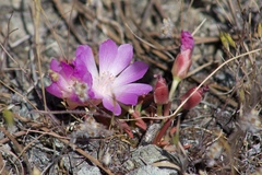 Lewisia rediviva