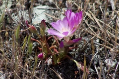 Lewisia rediviva