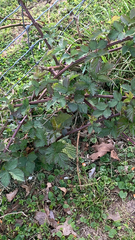 Rubus laciniatus