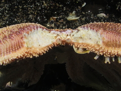 Stichaster australis