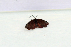 Achrosis
