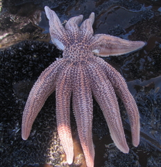 Stichaster australis