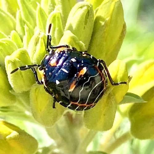 iNaturalist observation photo of Harlequin Bug