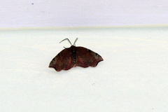 Achrosis