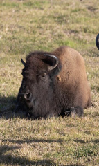 Bison