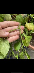 Solanum americanum