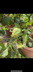 Solanum americanum