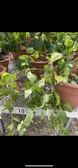 Solanum americanum