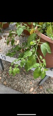 Solanum americanum