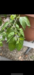 Solanum americanum