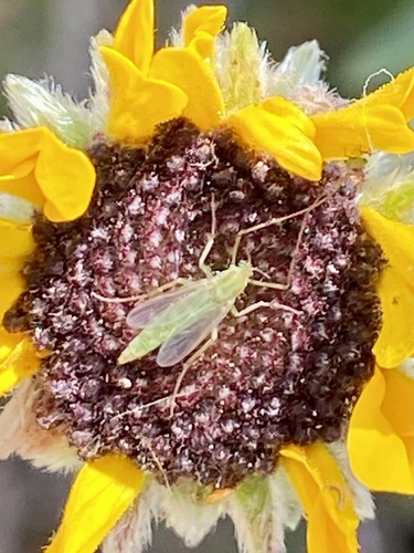 iNaturalist observation photo of Non-biting Midges