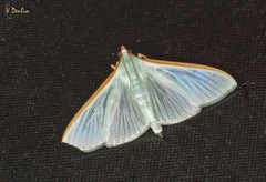 Stemorrhages oceanitis