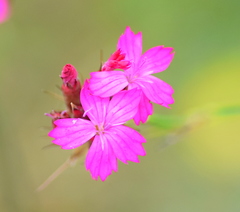 Dianthus cruentus