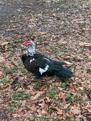 Cairina moschata domestica