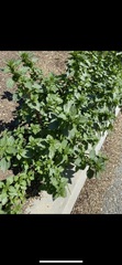 Urtica urens