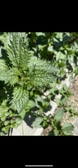 Urtica urens