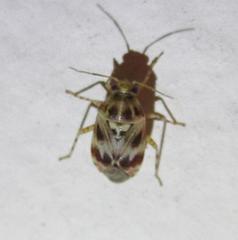 Tropidosteptes quercicola