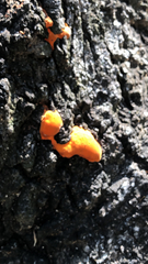Basidiomycota